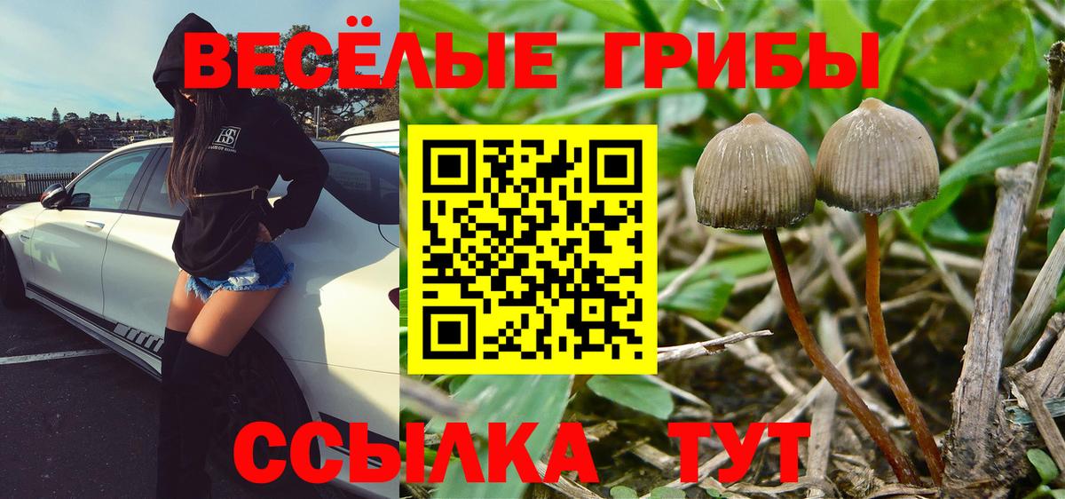 Псилоцибиновые грибы ЛСД  Вход с VPN  цена   Махачкала  Галлюциногенные грибы MAGIC MUSHROOMS 